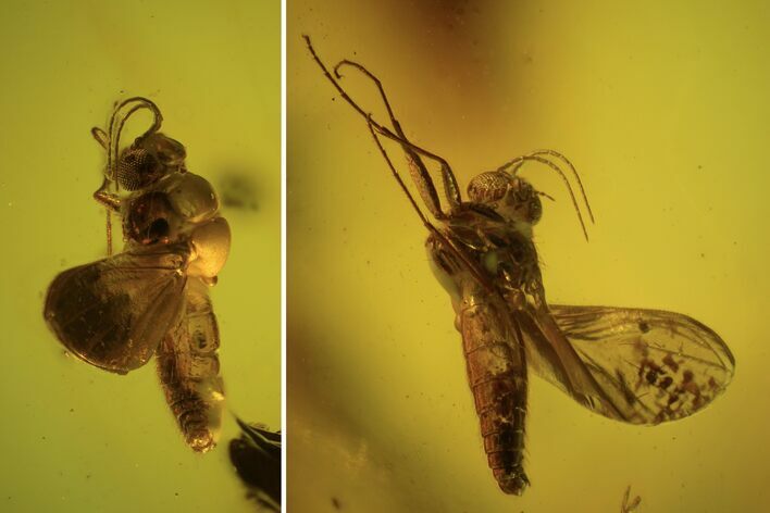 Detailed Fossil Fly (Mycetophilidae) In Baltic Amber #105451